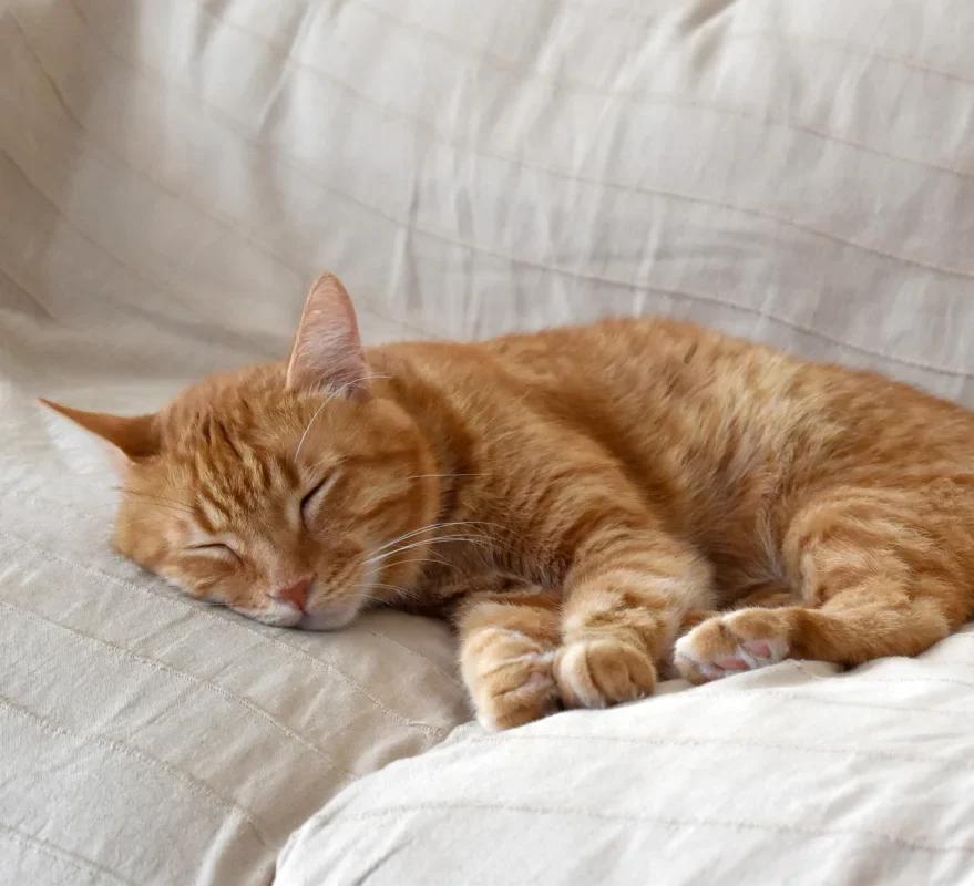 ginger cat sleeping on sofa